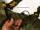 Vass E 785 Series Camo Chest Wader EU47 UK13