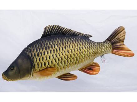 Gaby Common Carp / Schuppenkarpfen Medium 64cm