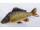 Gaby Common Carp / Schuppenkarpfen Medium 64cm