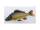 Gaby Common / Schuppenkarpfen Carp Giant 100cm