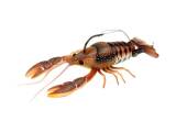 River2Sea Clackin Crayfish 130 13cm 36g
