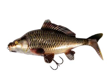 Fox Rage Realistic replicant Common Carp 18cm