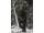 Pinewood Furudal Hunters Wollhose Herren C48