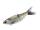 Spro KGB Chad Shad 180 Gizzard Shad