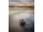 Fox EOS X 12ft 3.5lb full shrink