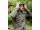 Fox Explorer Fleece Hooded Jacket Small