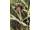 Korda Mindset Minimal Tee Dark Olive L