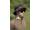 Korda Stalking Bucket Hat | Dark Kamo