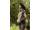 Korda Womens Kore Hoodie | Dark Olive