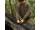 Korda Patch Crewneck | Dark Olive