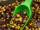 Korda Bait Scoop