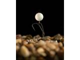 Korda Pop Up Boilie Banoffee White