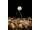 Korda Pop Up Boilie Banoffee White