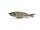 Nays TRN 130 S-35