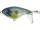 Abalone Shad