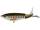 Baby Trout